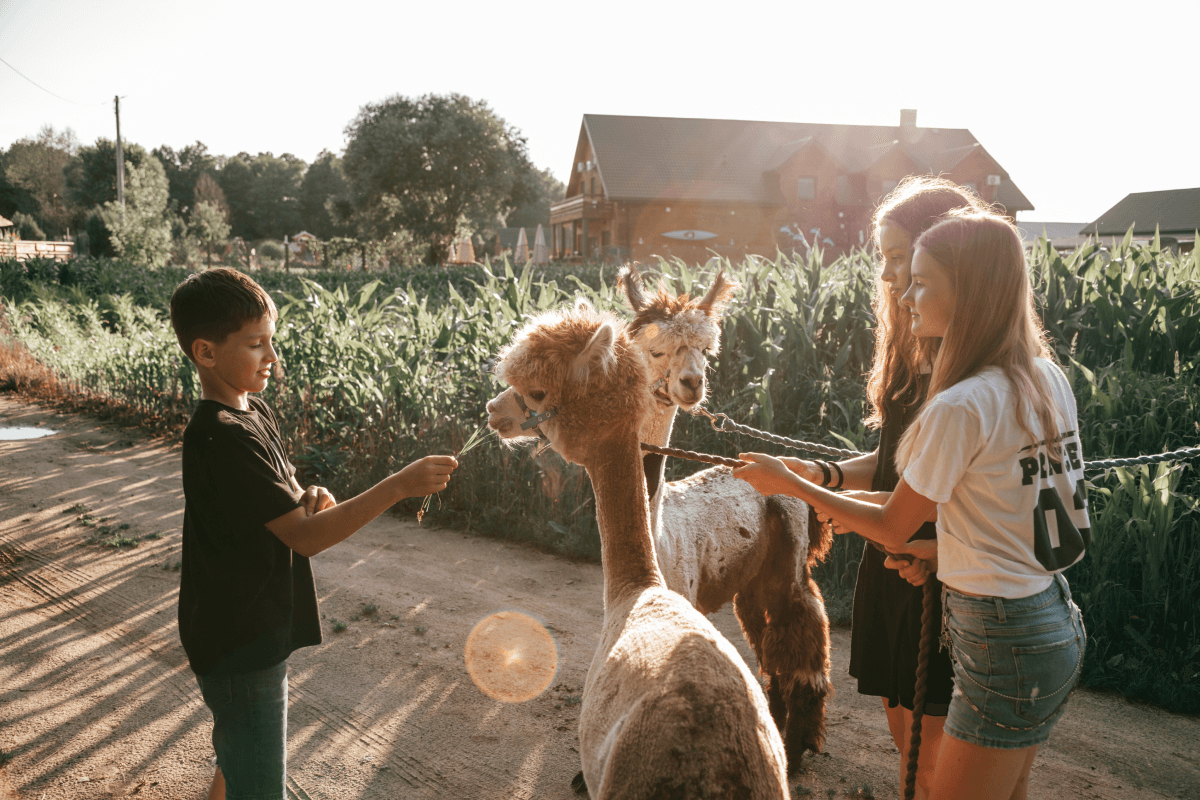 Agroturystyka – dzieci bawiące się z alpakami podczas wakacji z gospodarstwie agroturystycznym